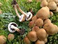 Lacrymaria lacrymabunda-amf1065-1